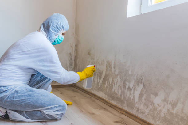 Licensed Mold Remediation service in Sanford, FL - 24 Hour Mold Removal